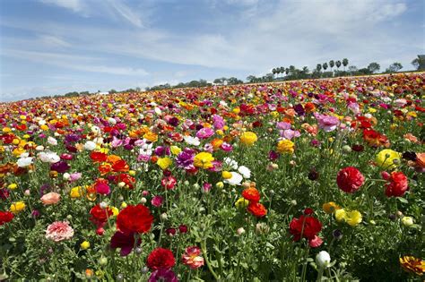 Feild of flowers. Things To Know About Feild of flowers. 